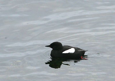 Black Guillemot