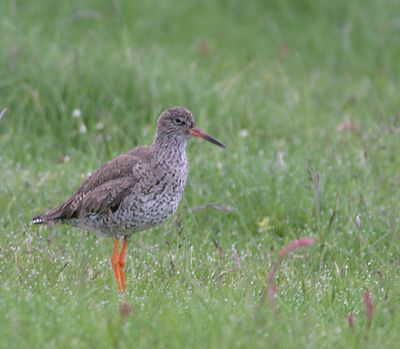 Common Redshank