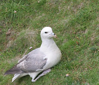 Northern Fulmar