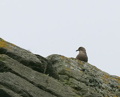 Great Skua overlooks the Gannet and Murre nesting cliffs
