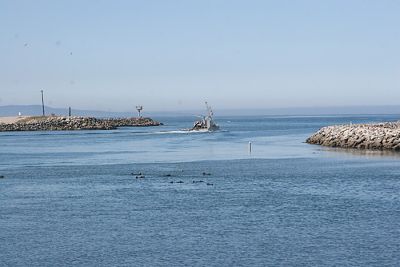 Moss Landing entrance with fishing boat leaving and Sea otter rafting in front