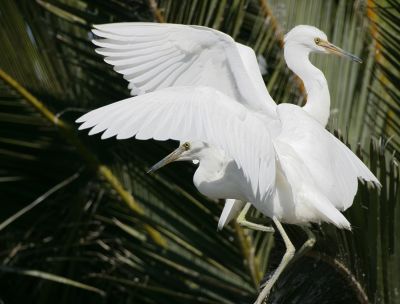 Snowy Egrets competing for a perch