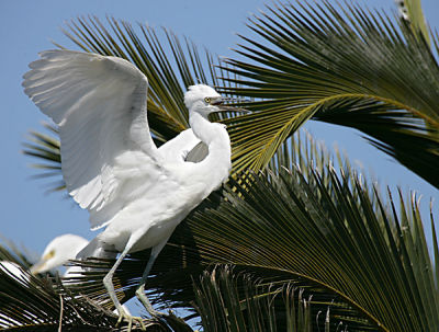 Snowy Egret coming to his perch