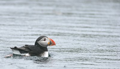 Atlantic Puffin in the water