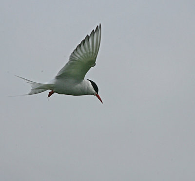 Arctic Tern