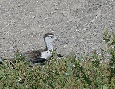 Black-necked Stilt,juvenile