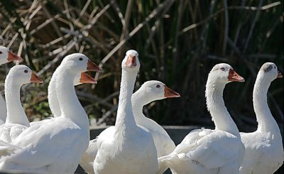 Domestic Geese in the wild flocking together