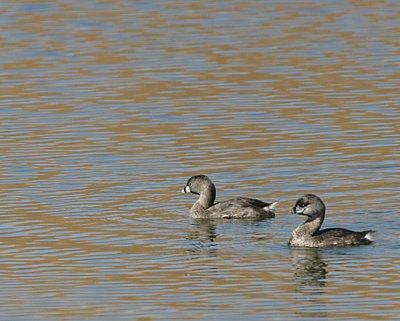 Pied-billed Grebes in breeding plumage