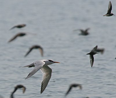 Elegant Terns in Flight