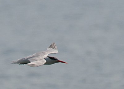Elegant Tern in Flight