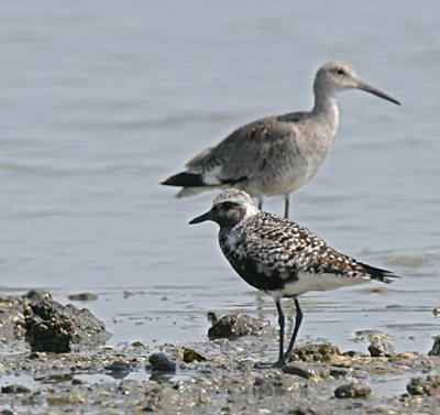 Black-bellied Plover in breeding plumage and Willet