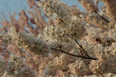Cherry Blossoms 2006