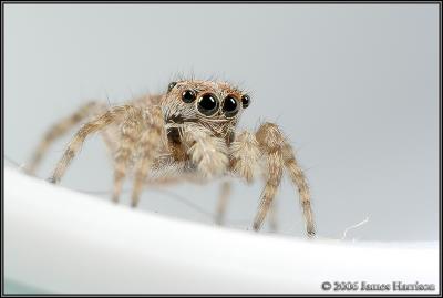 jumping_spiders