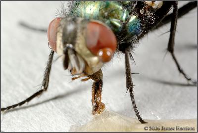 IMG_3631-cloned-small.jpg