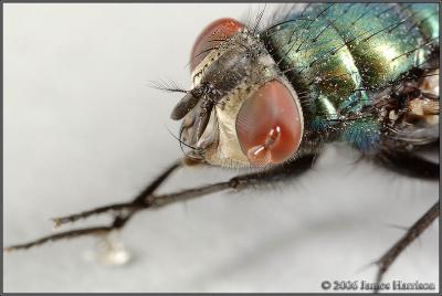 IMG_3635-cloned-small.jpg