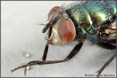 IMG_3638-cloned-small.jpg
