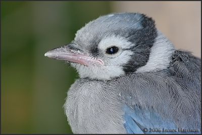 Juvenile Blue Jay - IMG_5162-small