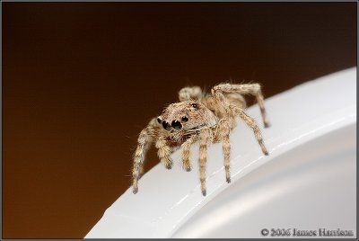 IMG_6500-small.jpg