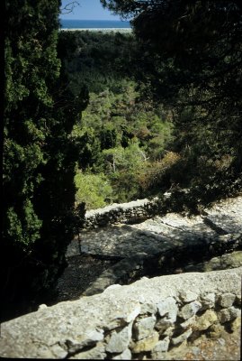 A Hint of Sea Through the Trees