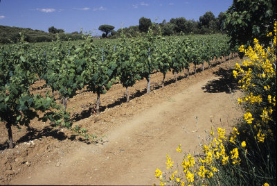 Vineyard View
