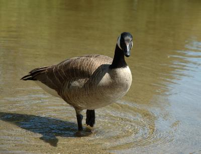 DSC_0768.jpg