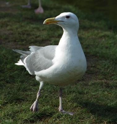 gulls