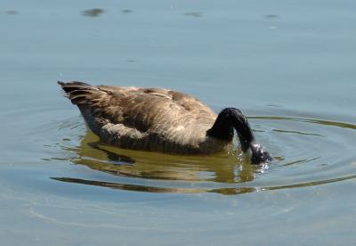 geese