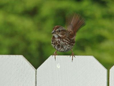 sparrows