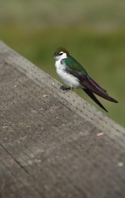 DSC_3701.jpg