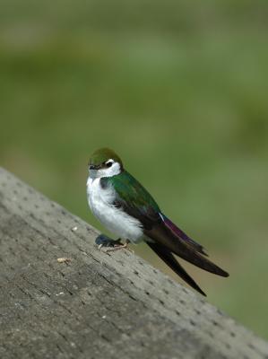 DSC_3702.jpg