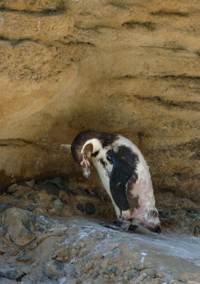 penguins