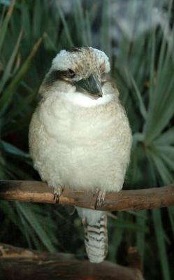 kookaburra