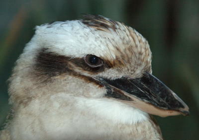 kookaburra