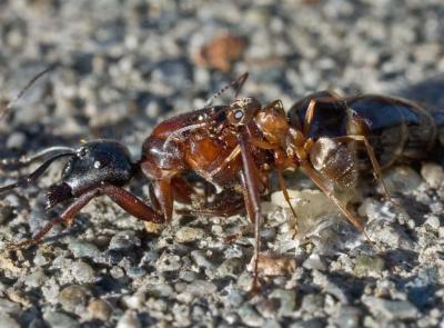 ants