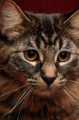 other_cats