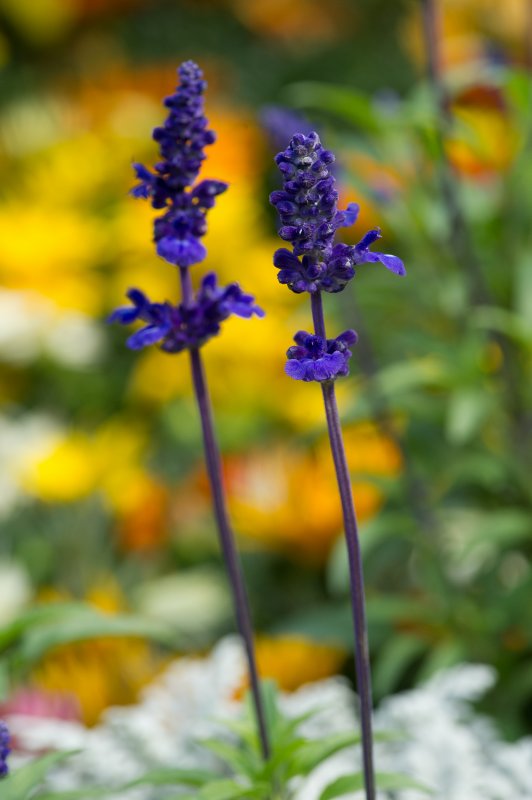 Hong Kong Flower Show 2011