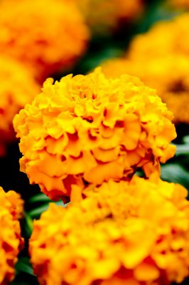 Hong Kong Flower Show 2011