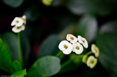 Flowers @ HK Park