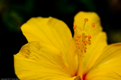 Flowers @ HK Park