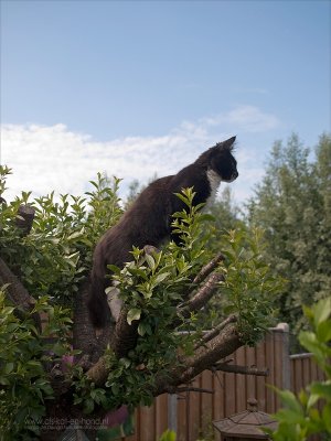 on top of the tree