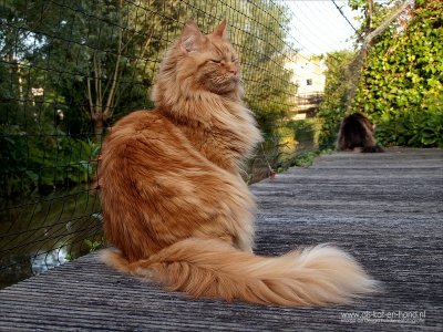 Pepper loves to be in the garden