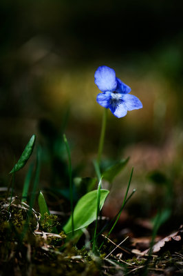 Blue