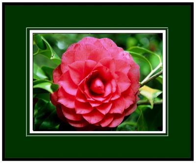 g4/03/660403/3/59701078.pinkcamelia.jpg