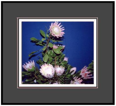g4/03/660403/3/60115063.P3.PINKPROTEAS.jpg