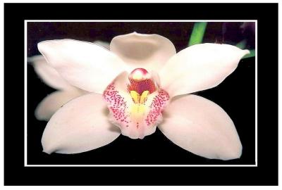 WHITE CYMBIDIUM ORCHID