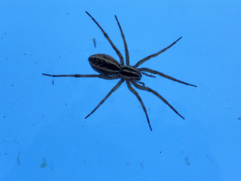 Pool Spider