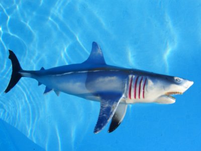 Shark in the Pool