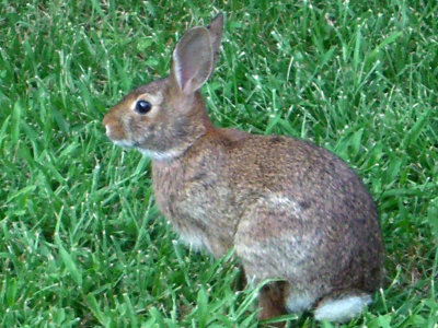 Backyard Buddy
