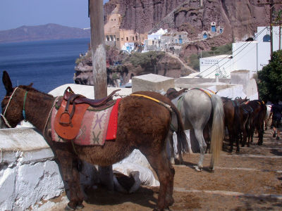 Donkeys are resting at the old port of Fira (Thira)