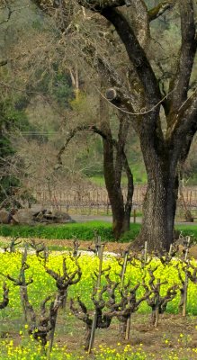 Mustard to show the first signs of activity in the Sonoma County Vineyard